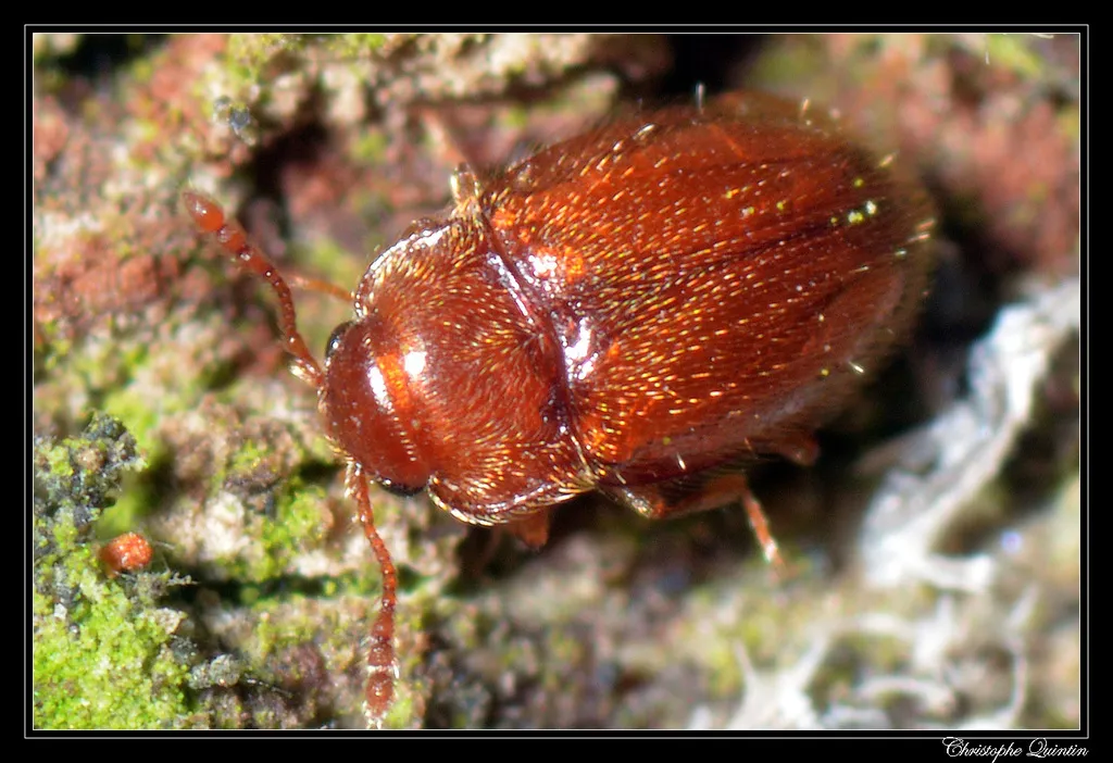 Symbiotes gibberosus - photo 3
