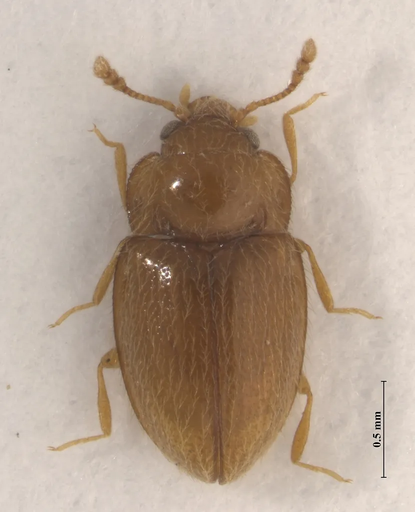 Symbiotes latus - photo 2