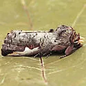 White-headed Prominent - Hodges#7951