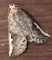 White-headed Prominent - Hodges#7951 - photo 4