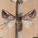 Symmerista solistella - Hodges#7954.2 - photo 2