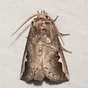 Symmerista solistella - Hodges#7954.2 - photo 3