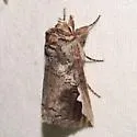 Symmerista solistella - Hodges#7954.2 - photo 4