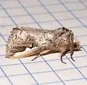 Symmerista solistella - Hodges#7954.2 - photo 5