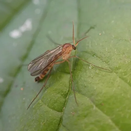 Symmerus coqulus