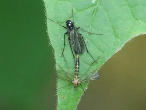 Symmerus lautus