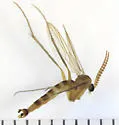 Symmerus vockerothi