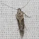 Symmetrischema costaricanum - Hodges#2038 - photo 2