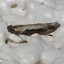 Symmetrischema lectulifera - Hodges#2036