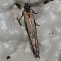 Symmetrischema lectulifera - Hodges#2036 - photo 2