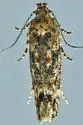 Symmetrischema pallidochrella - Hodges#2037
