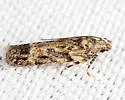 Symmetrischema pallidochrella - Hodges#2037 - photo 3