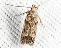 Symmetrischema pallidochrella - Hodges#2037 - photo 4