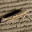 Symmetrischema striatella - Hodges#2039