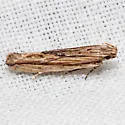 Symmetrischema striatella - Hodges#2039 - photo 2
