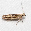 Symmetrischema striatella - Hodges#2039 - photo 3