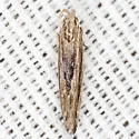 Symmetrischema striatella - Hodges#2039 - photo 4