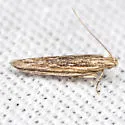 Symmetrischema striatella - Hodges#2039 - photo 5