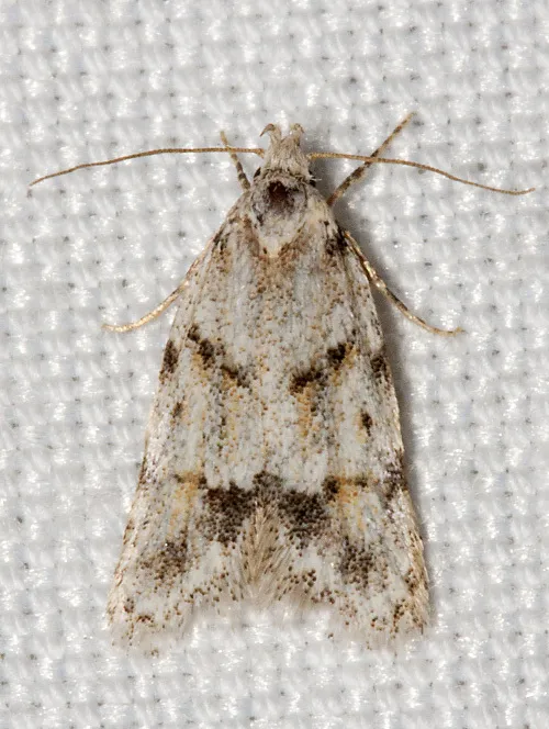Symmoca signatella - Hodges#1133 - photo 3