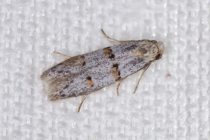 Symmocoides oxybiella - photo 2