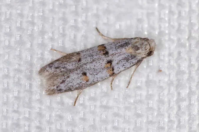 Symmocoides oxybiella - photo 3