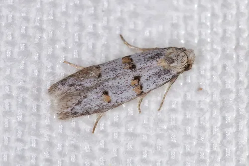 Symmocoides oxybiella - photo 4