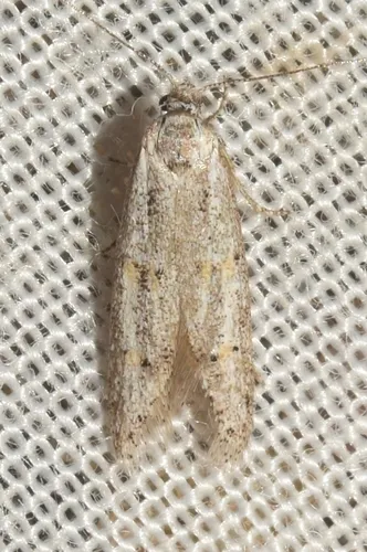 Symmocoides oxybiella - photo 6