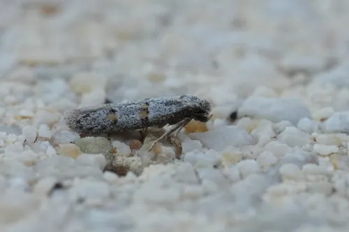 Symmocoides oxybiella - photo 8