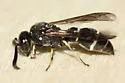 Symmorphus albomarginatus