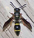 Symmorphus albomarginatus - photo 2