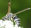 Symmorphus albomarginatus - photo 3