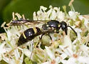 Symmorphus albomarginatus - photo 4
