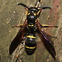 Symmorphus albomarginatus - photo 5