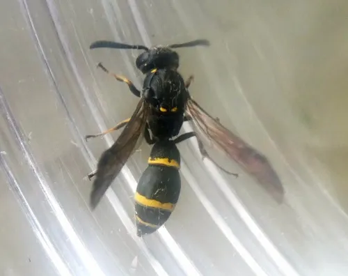 Symmorphus bifasciatus