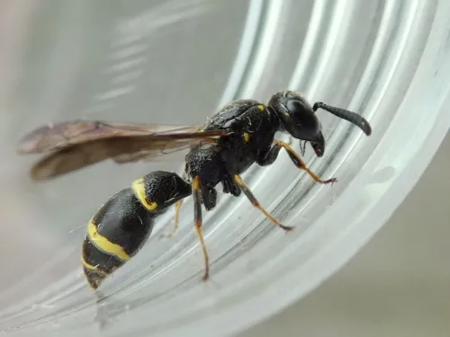 Symmorphus bifasciatus - photo 2