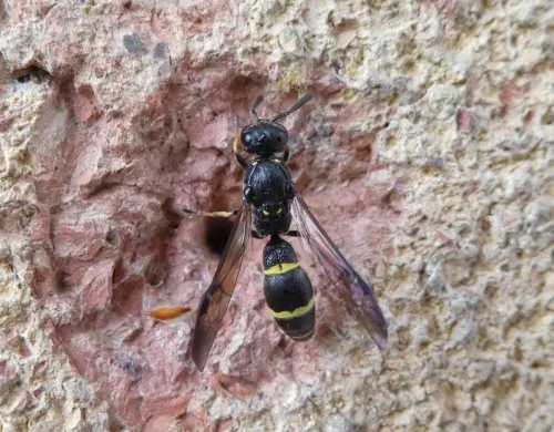 Symmorphus bifasciatus - photo 3
