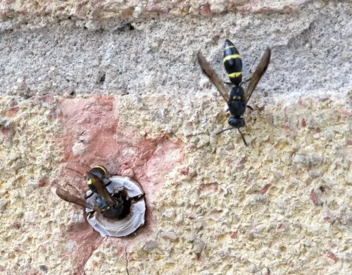 Symmorphus bifasciatus - photo 4