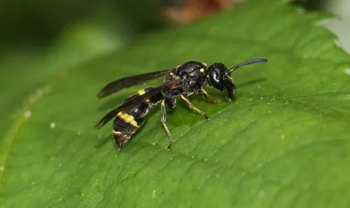 Symmorphus bifasciatus - photo 5