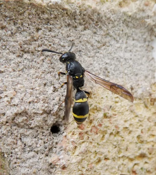 Symmorphus bifasciatus - photo 6