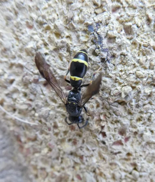 Symmorphus bifasciatus - photo 8
