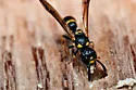 Symmorphus canadensis