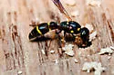 Symmorphus canadensis - photo 2