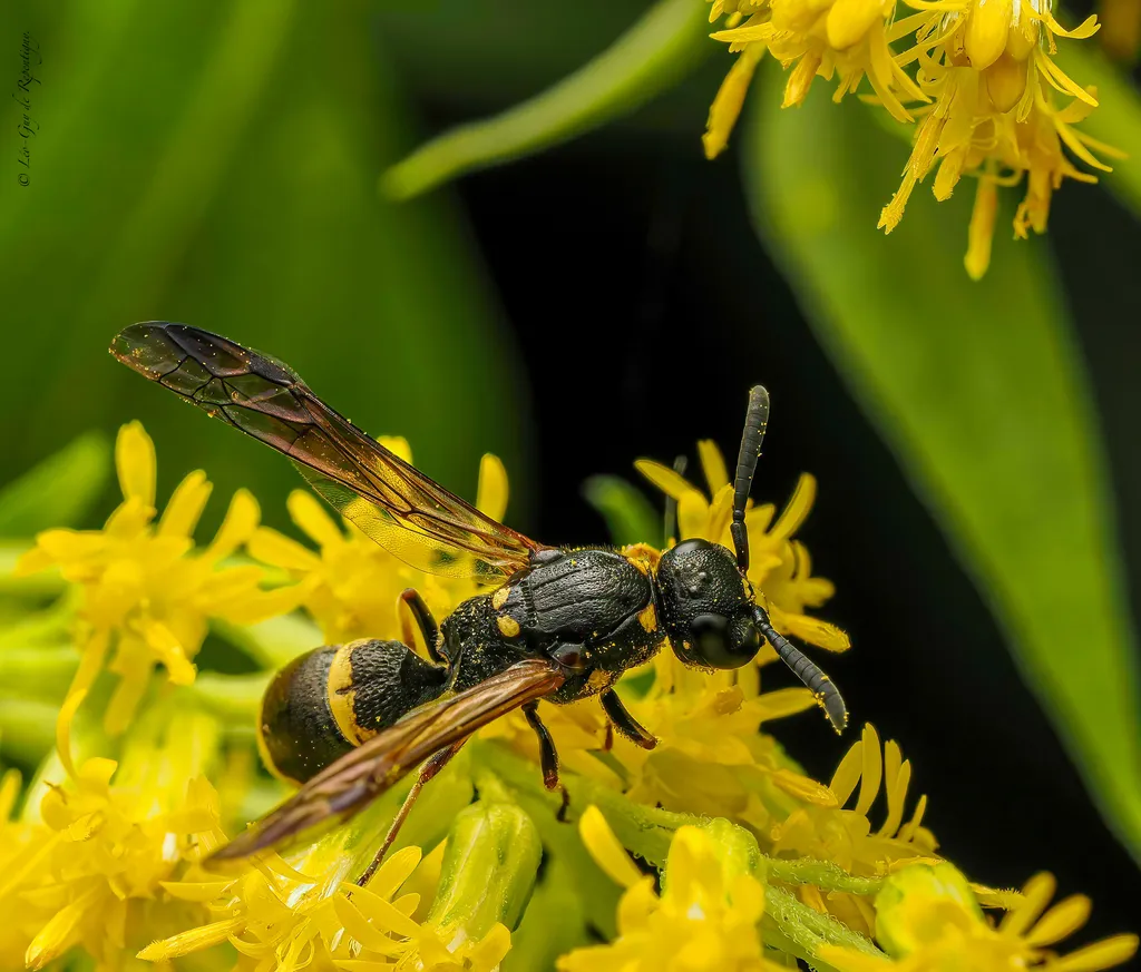 Symmorphus cristatus - photo 2