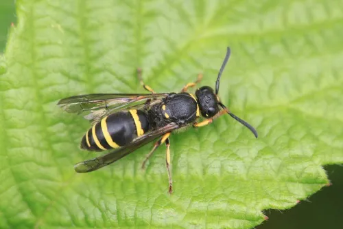 Symmorphus gracilis