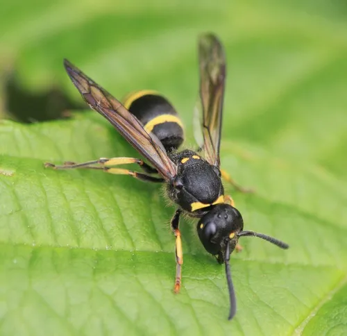 Symmorphus gracilis - photo 2