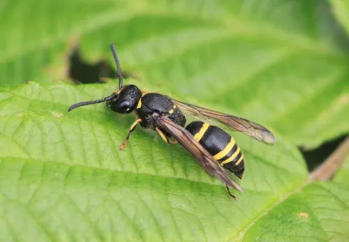 Symmorphus gracilis - photo 3