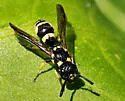 Symmorphus projectus - Symmorphus projectus