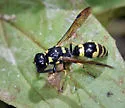 Symmorphus projectus - photo 4