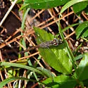 Blue-faced Meadowhawk