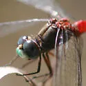 Blue-faced Meadowhawk - photo 2